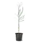 Bald Cypress