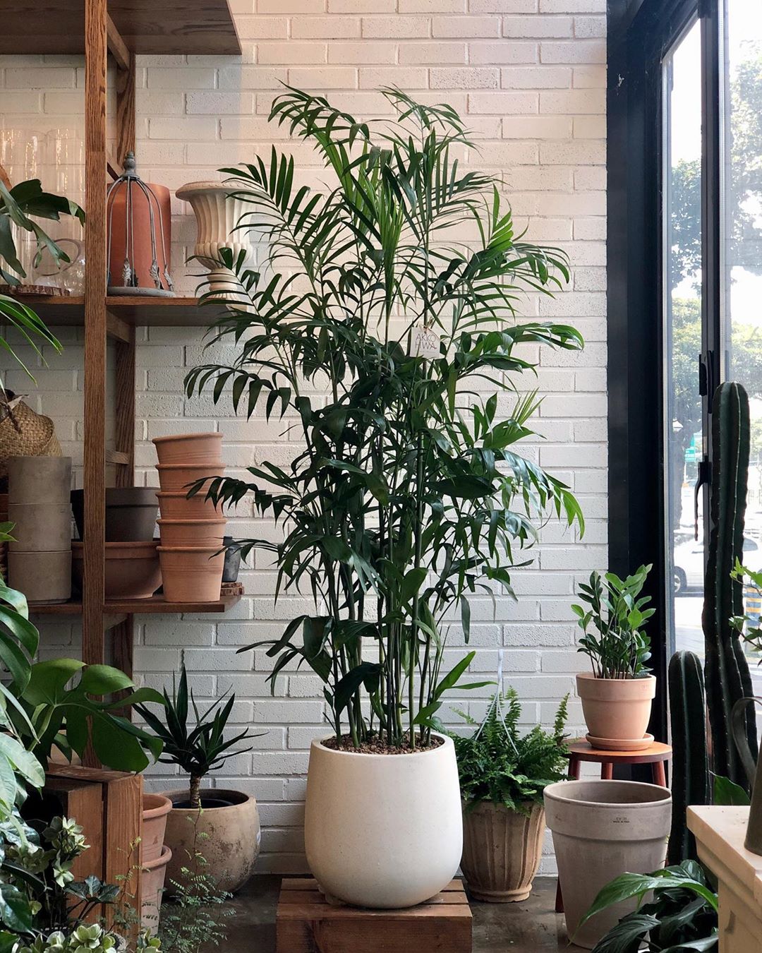 Bamboo Palm How Much Water & Light Does it Need to Thrive?