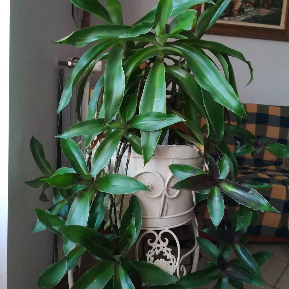 Plant in the Basket Plant in the Basket