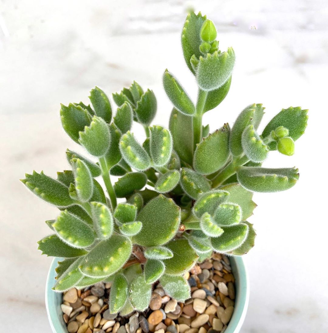 The Complete Bear's Paw Plant Care Guide: Water, Light & Beyond