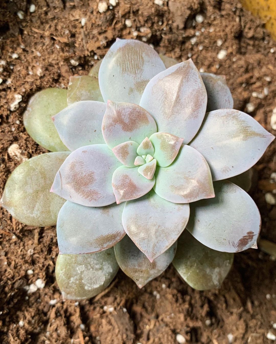 Photo of the plant species Beautiful Graptopetalum on Greg, the plant care app