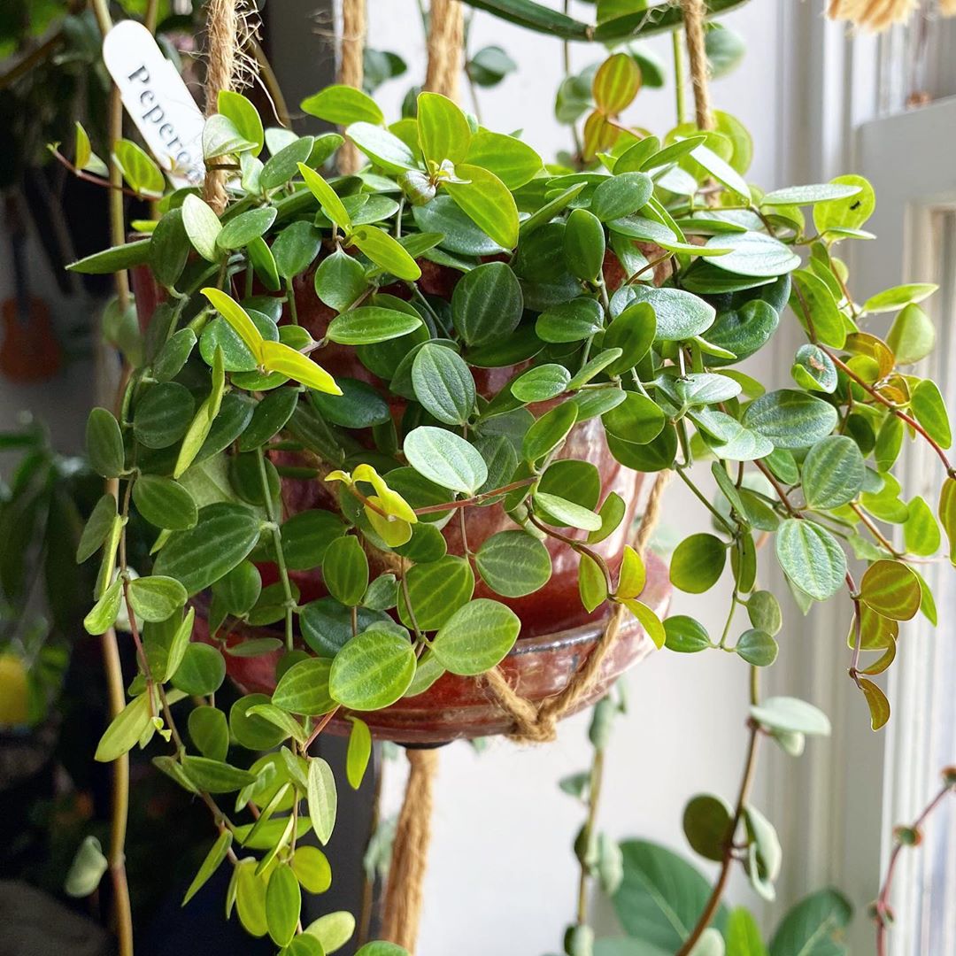 Plant care for Peperomia verticillata 'Red Twist' on Greg, the plant care app