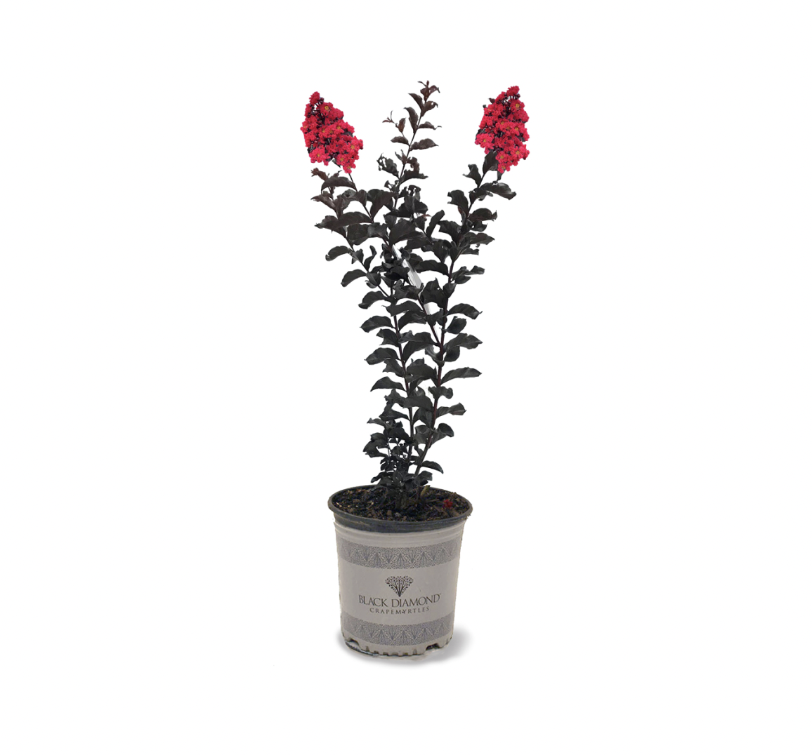 Plant care for Ammannia on Greg, the plant care app