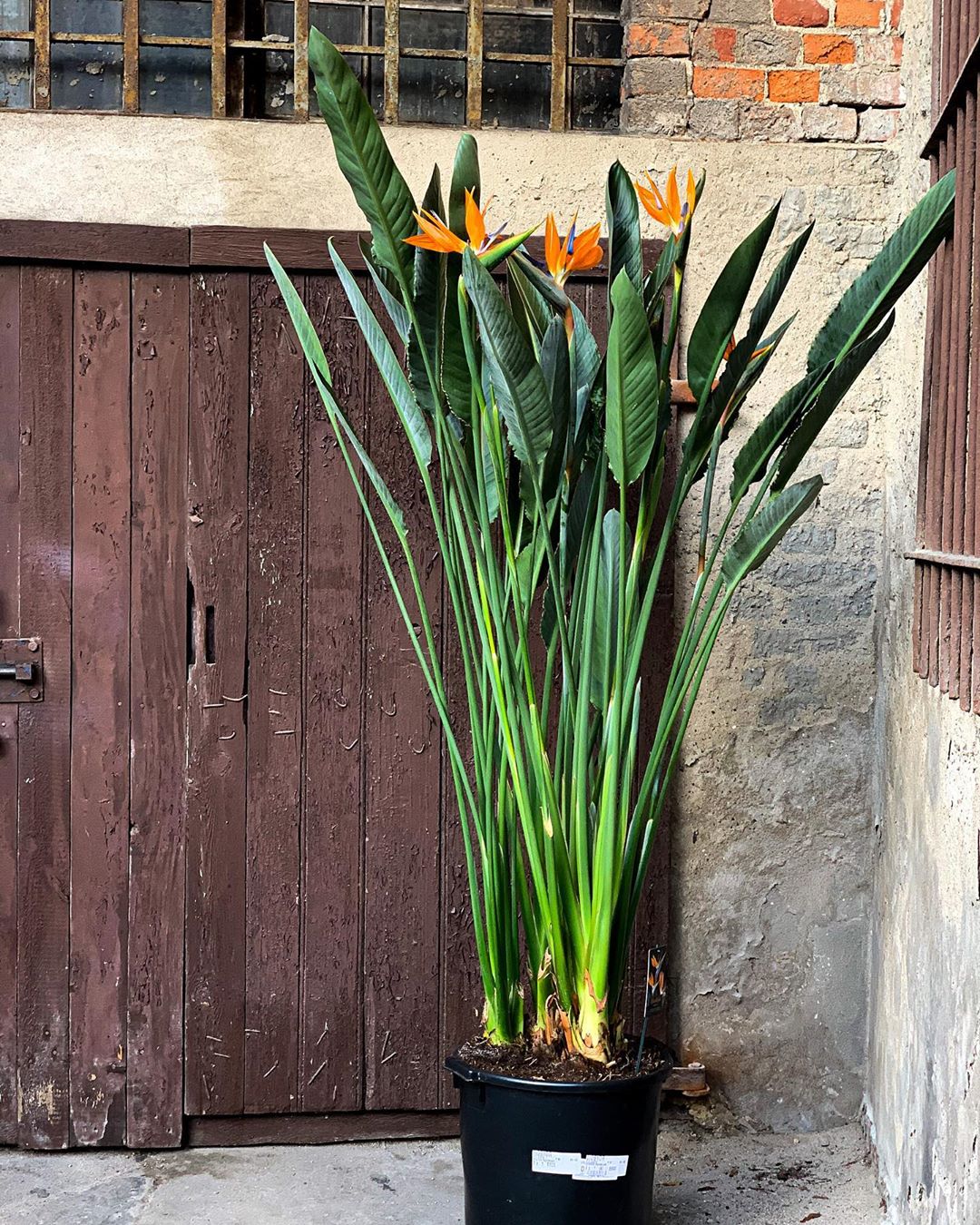 Plant care for Bamboo Orchid on Greg, the plant care app