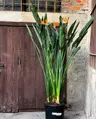 Plant care for lemon verbena on Greg, the plant care app