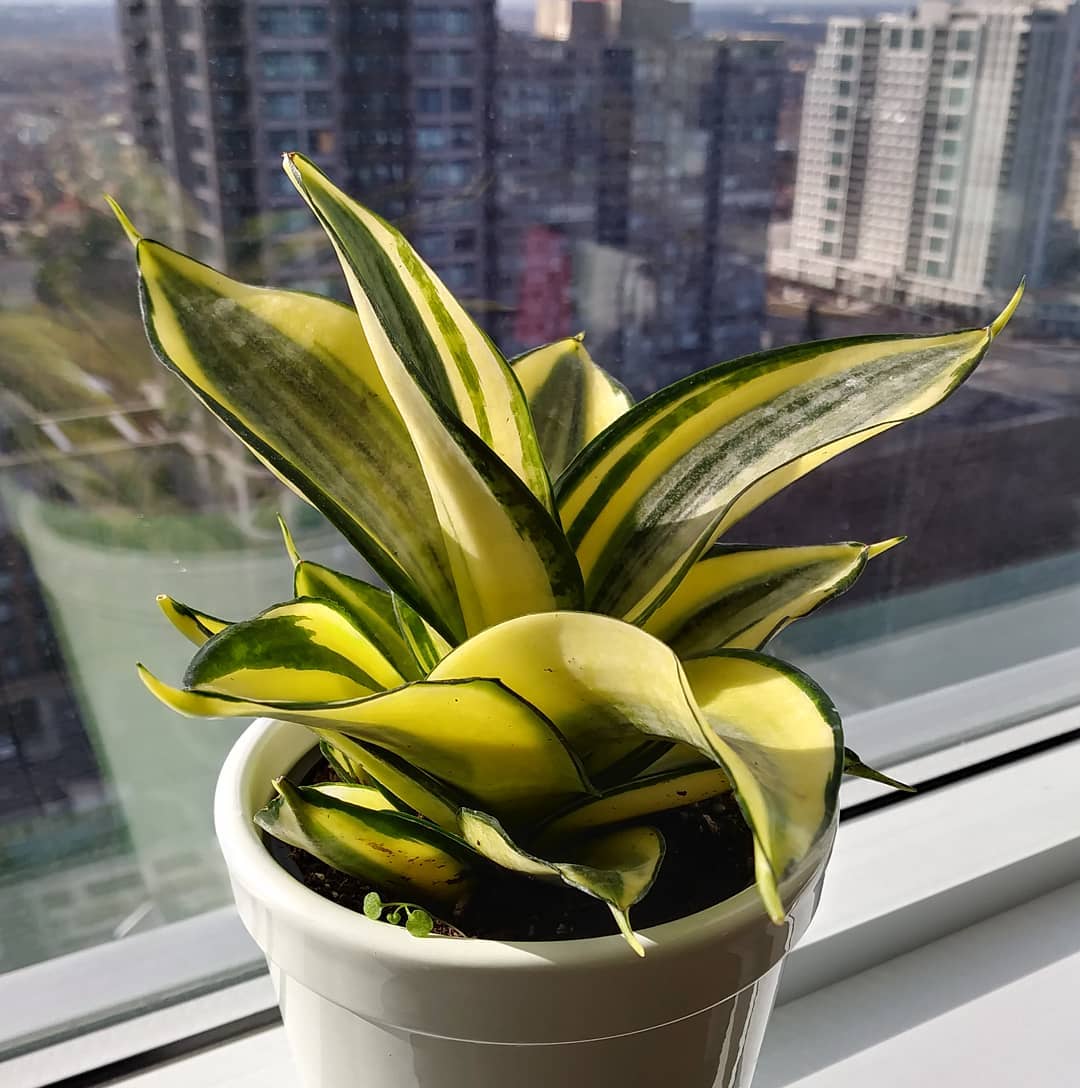 Photo of the plant species Bird's Nest Snake Plant on Greg, the plant care app
