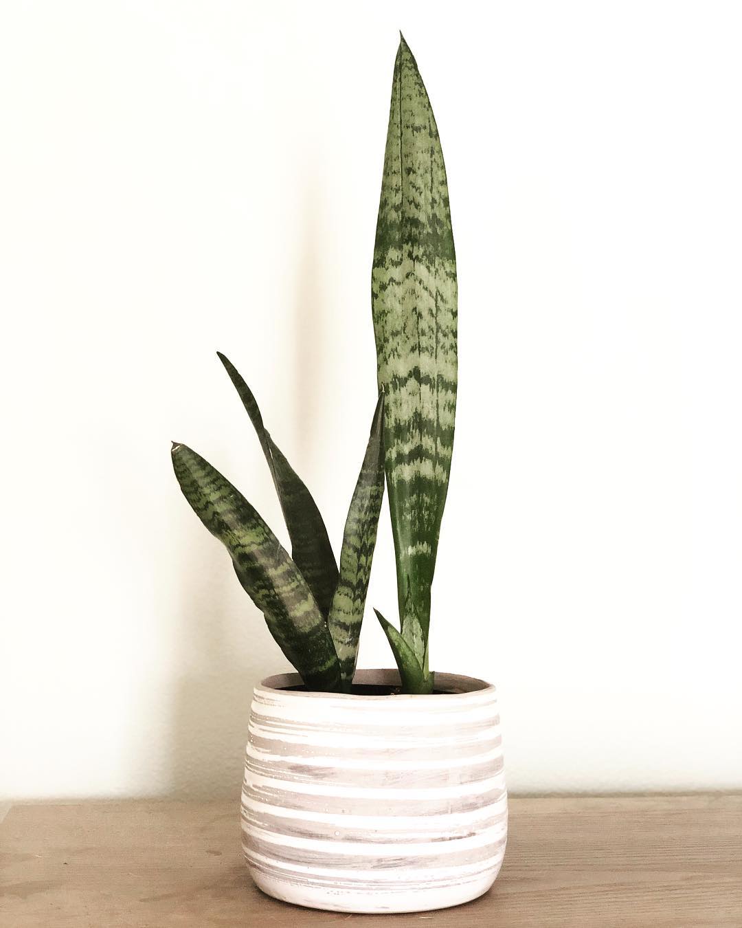 Photo of the plant species Black Coral Snake Plant on Greg, the plant care app