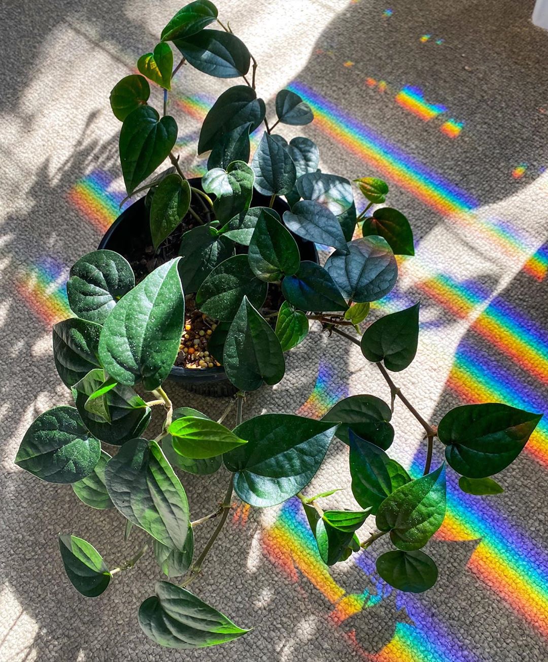 Plant care for Barahona Peperomia on Greg, the plant care app