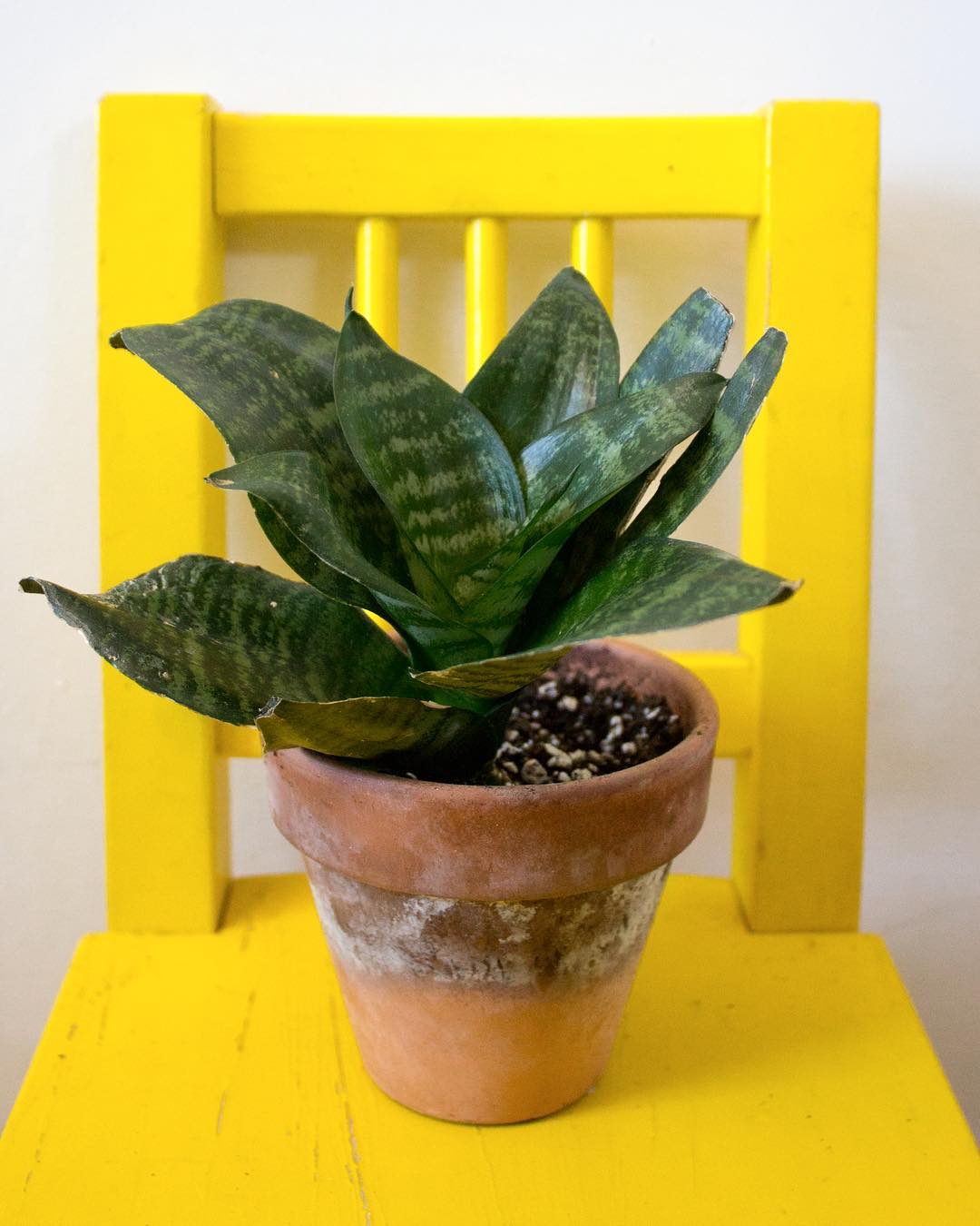 How To Plant Grow Care For Dracaena Black Robusta: Expert Tips