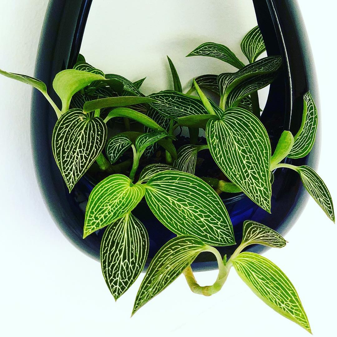 Photo of the plant species Black Velvet Jewel Orchid on Greg, the plant care app