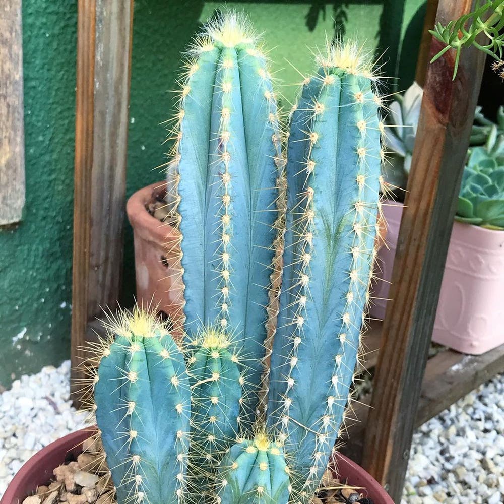 Photo of the plant species Blue Columnar Cactus on Greg, the plant care app