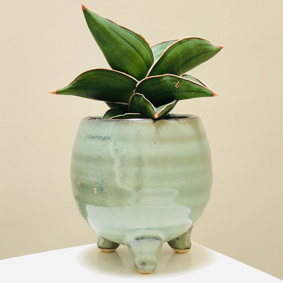 Photo of the plant species Blue Sansevieria on Greg, the plant care app