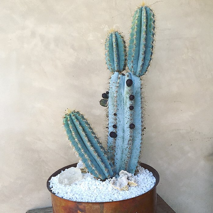 Photo of the plant species Pilosocereus Azureus on Greg, the plant care app