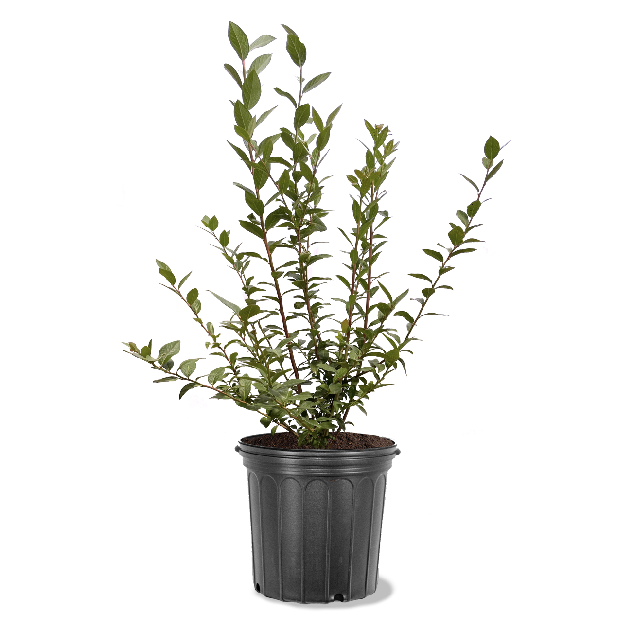 Photo of the plant species Climax Rabbit Eye Blueberry on Greg, the plant care app