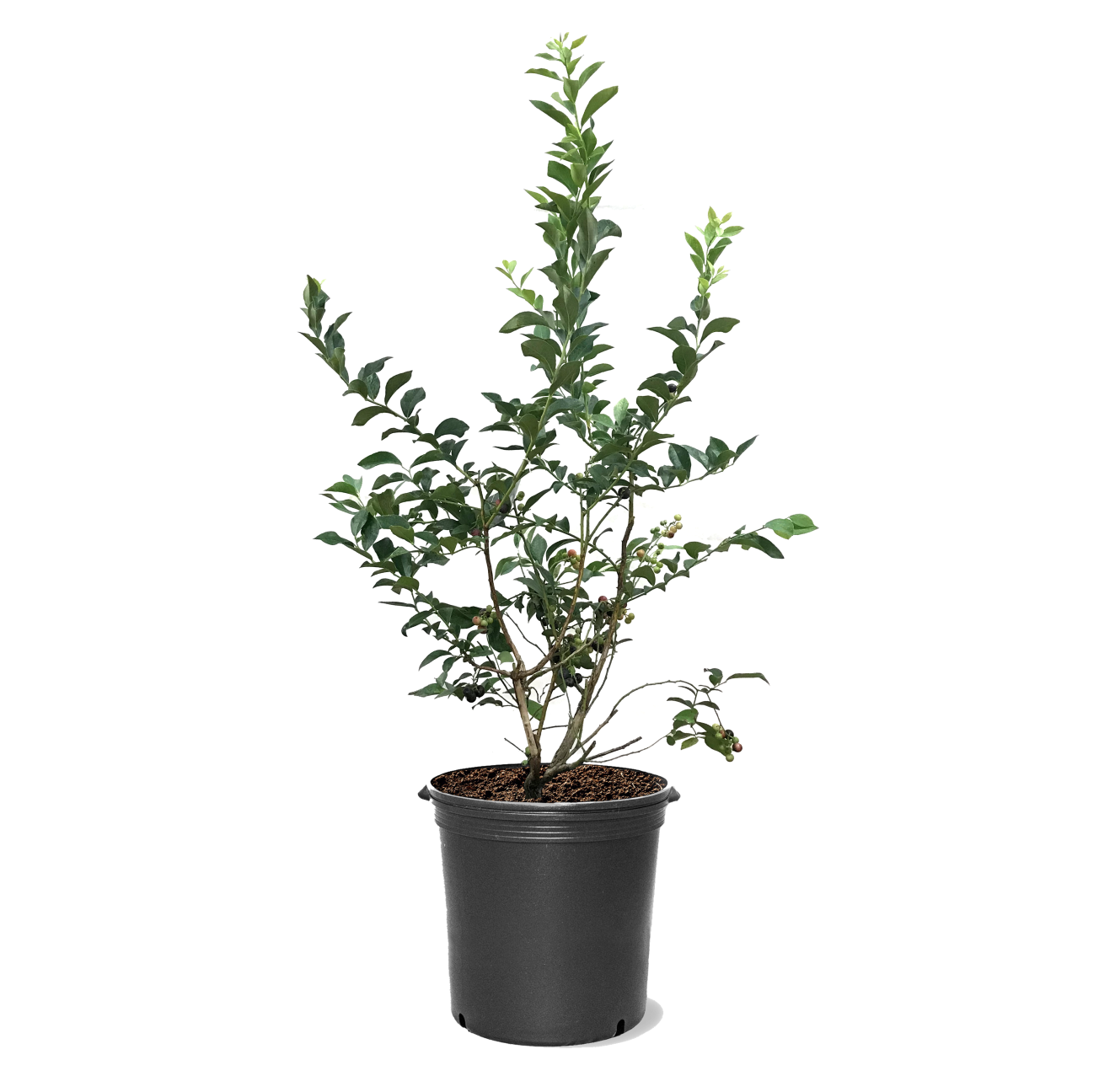 Photo of the plant species Powder Blue Rabbit Eye Blueberry on Greg, the plant care app