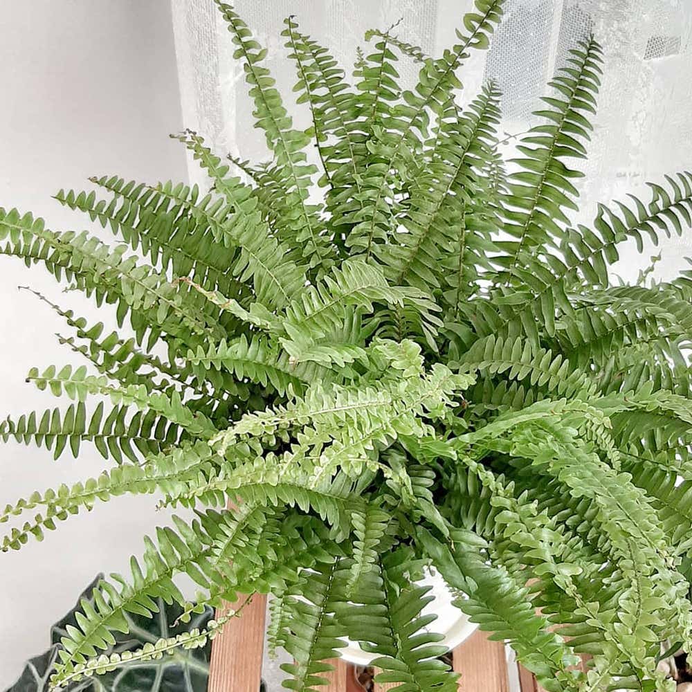 Photo of the plant species Boston Fern on Greg, the plant care app