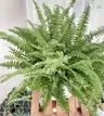 Plant care for lemon verbena on Greg, the plant care app