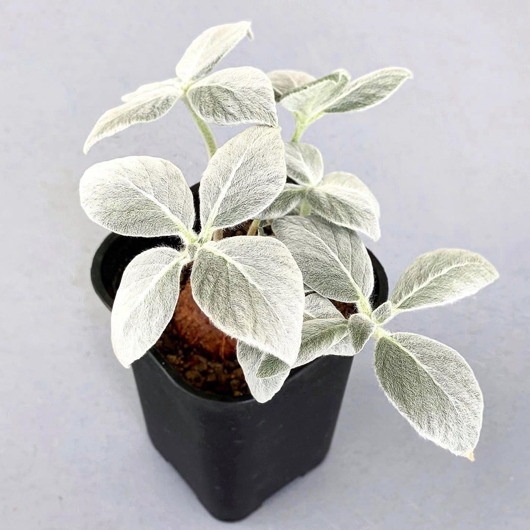 Photo of the plant species Brazilian Edelweiss on Greg, the plant care app