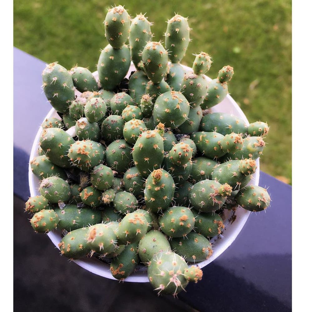 Photo of the plant species Brittle Prickly Pear on Greg, the plant care app