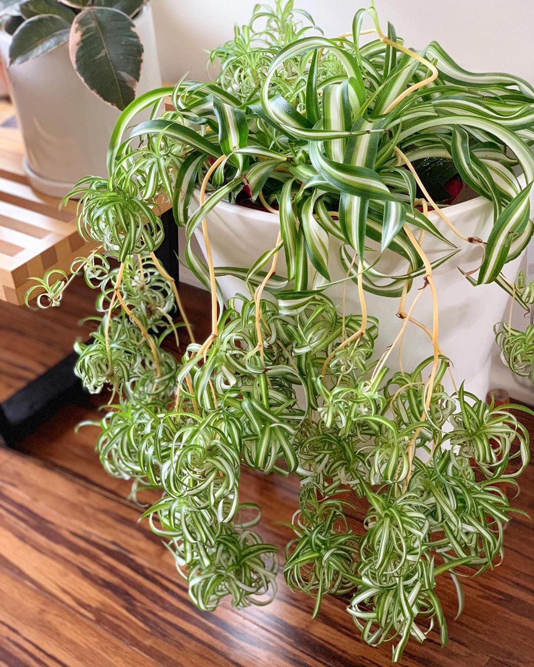Curly Spider Plant Plant Care Water, Light, Nutrients Greg App 🌱