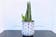 Calculate water needs of Cylindrical Snake Plant