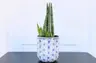 Plant care for lemon verbena on Greg, the plant care app