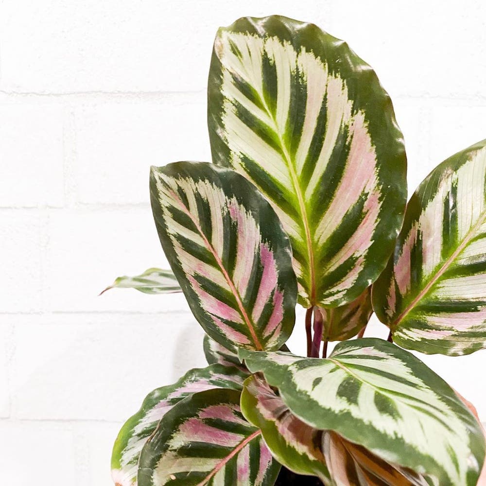 Photo of the plant species Calathea 'Cora' on Greg, the plant care app
