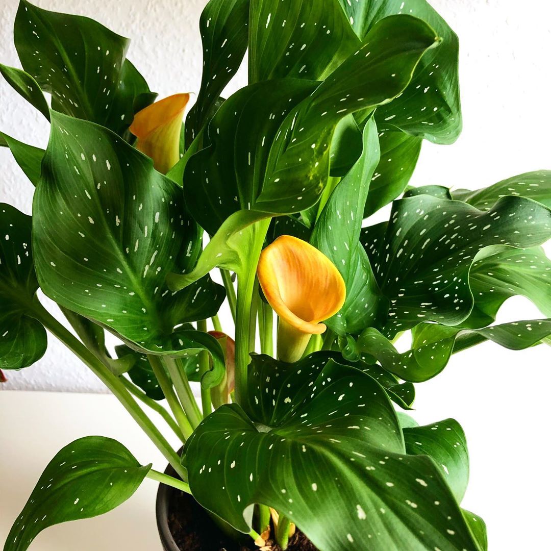 how often should you water calla lilies