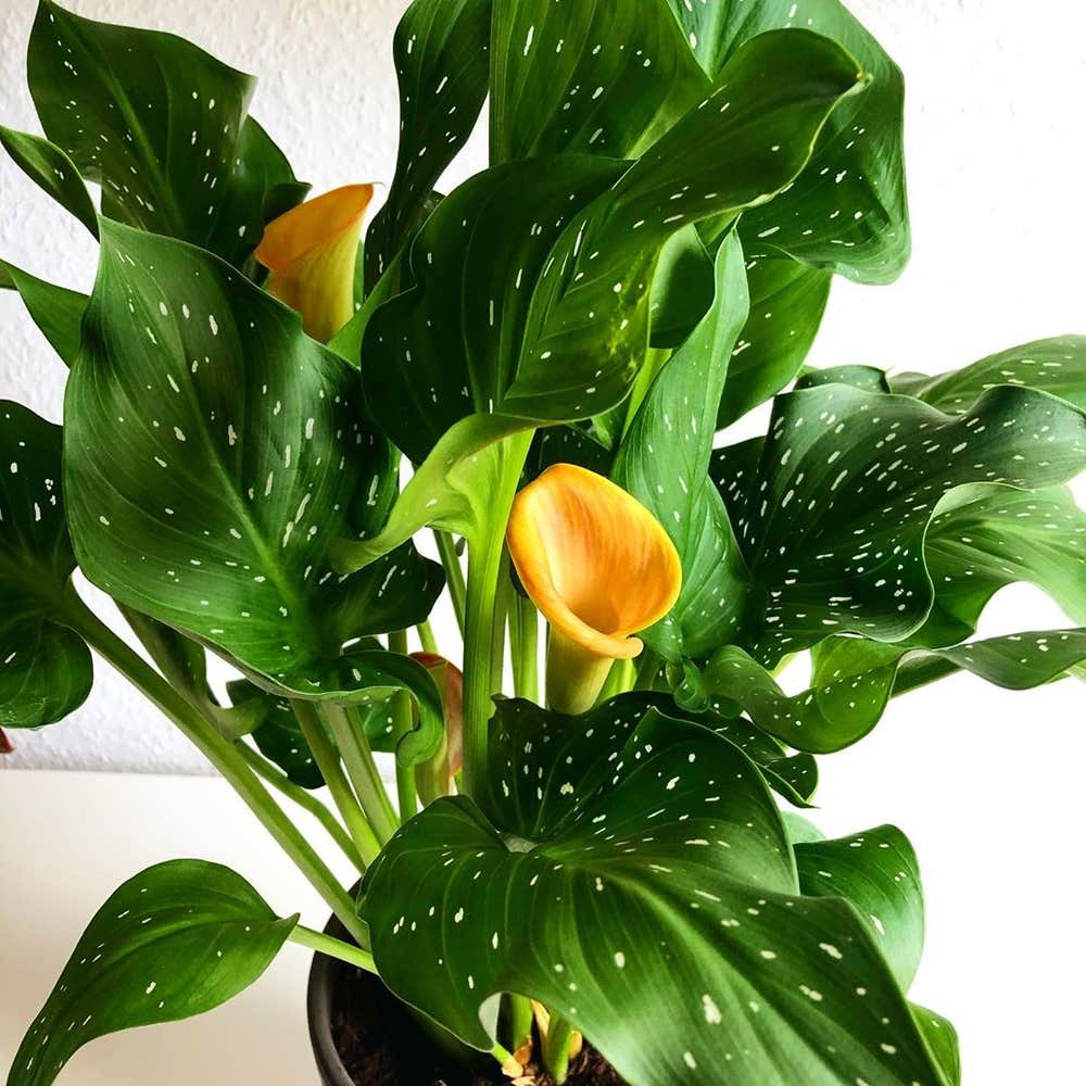 Photo of the plant species Calla Lily on Greg, the plant care app