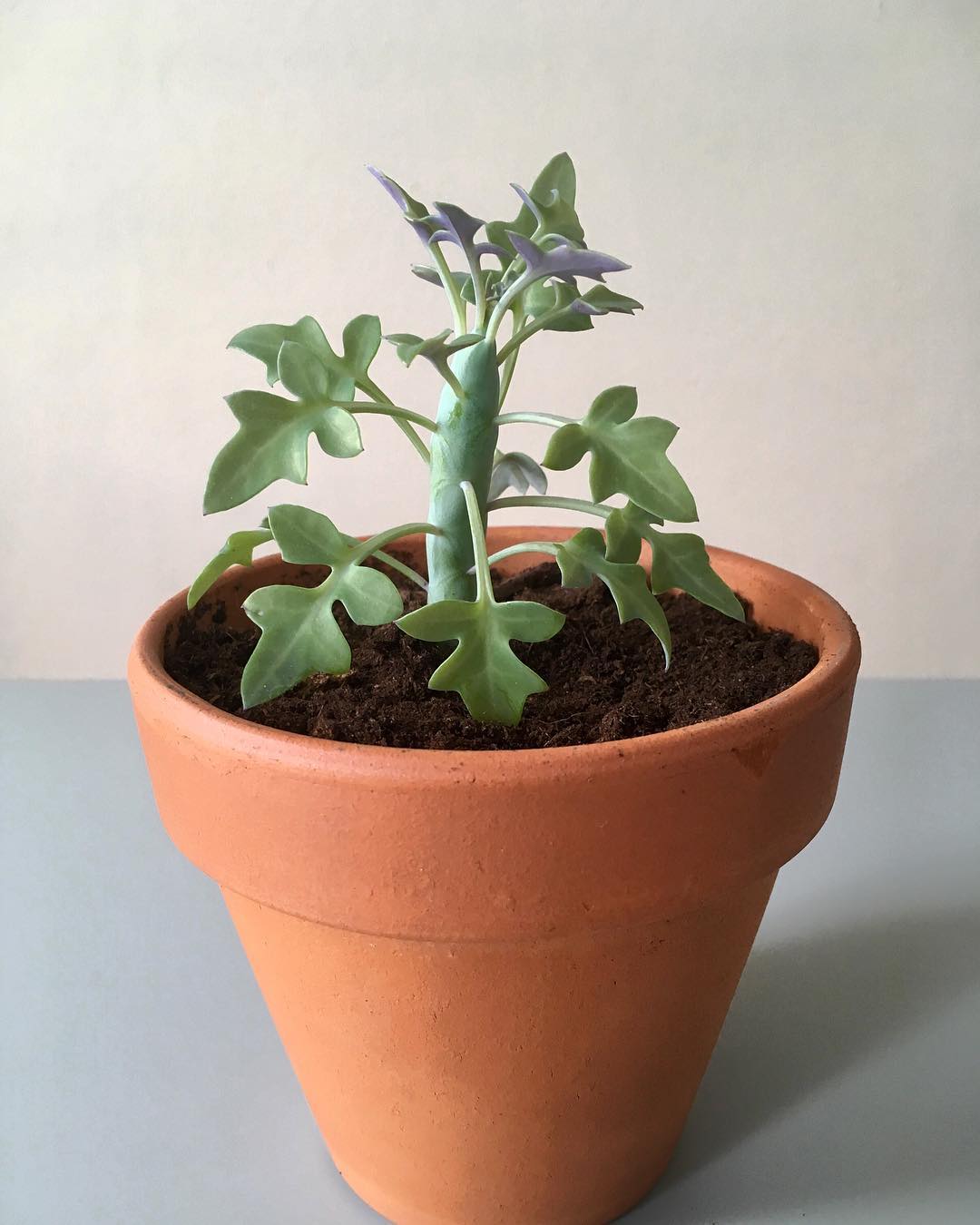 Photo of the plant species Candle Plant on Greg, the plant care app