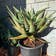 Calculate water needs of Cape Aloe