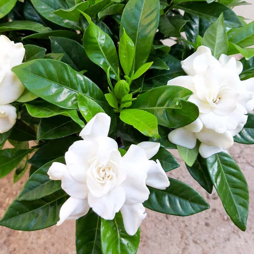 Photo of the plant species Cape Jasmine on Greg, the plant care app