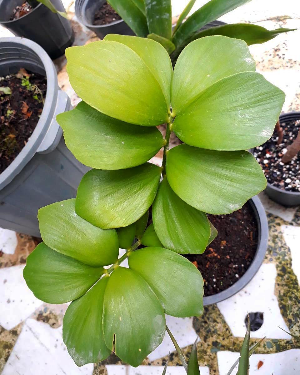 Plant care for Allison Armour's Zamia on Greg, the plant care app