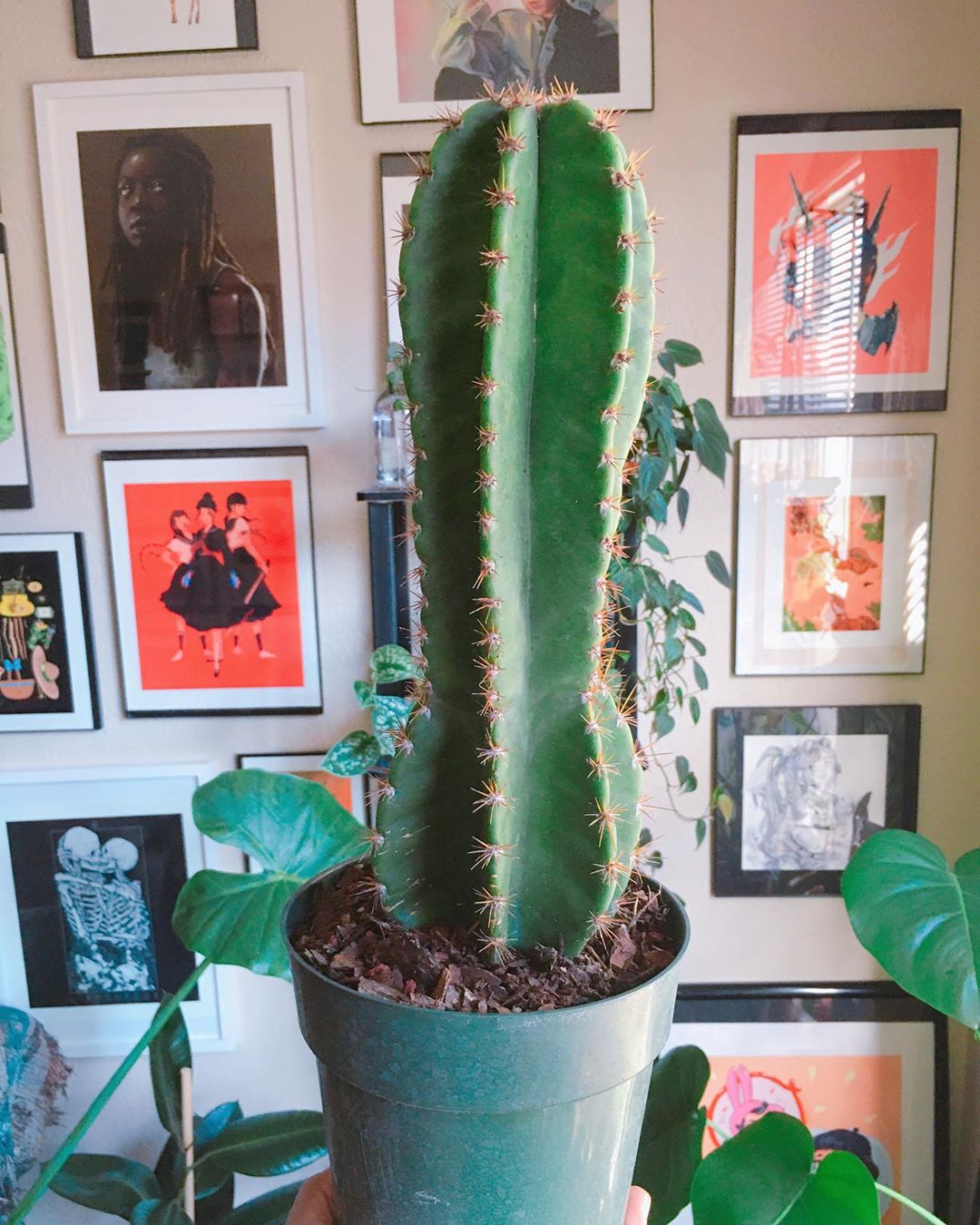 Photo of the plant species Cereus Cactus on Greg, the plant care app