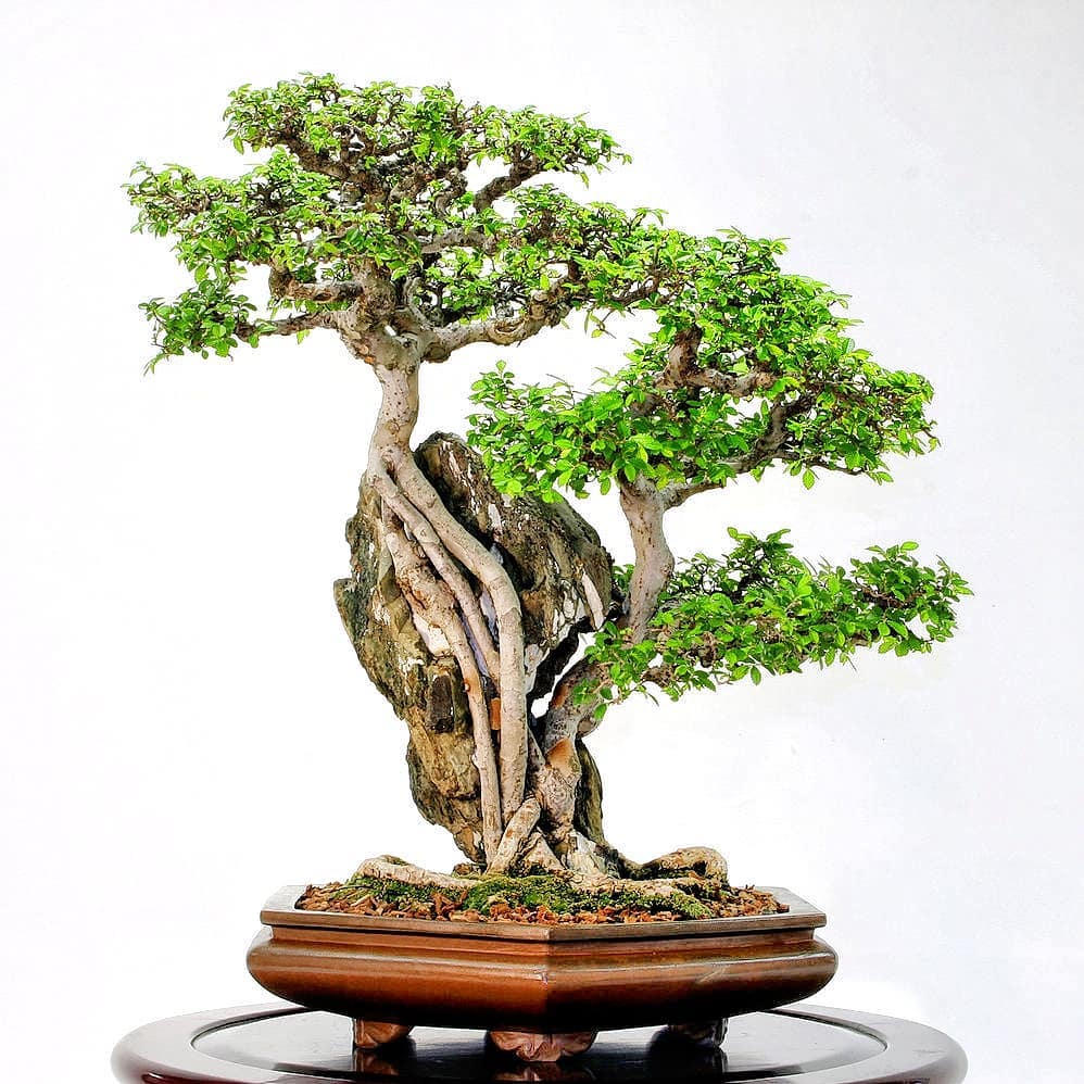 Plant care for Basket Elm on Greg, the plant care app