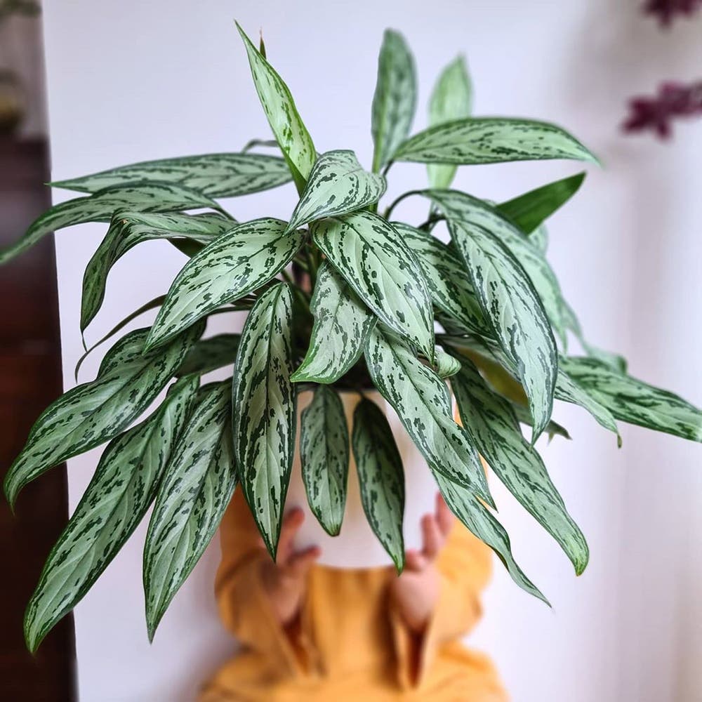 Personalized Chinese Evergreen Care Water, Light, Nutrients ...