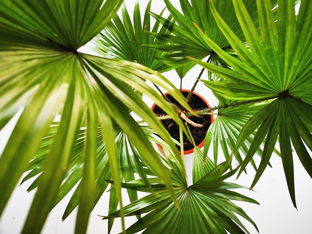 Photo of the plant species Fountain Palm on Greg, the plant care app