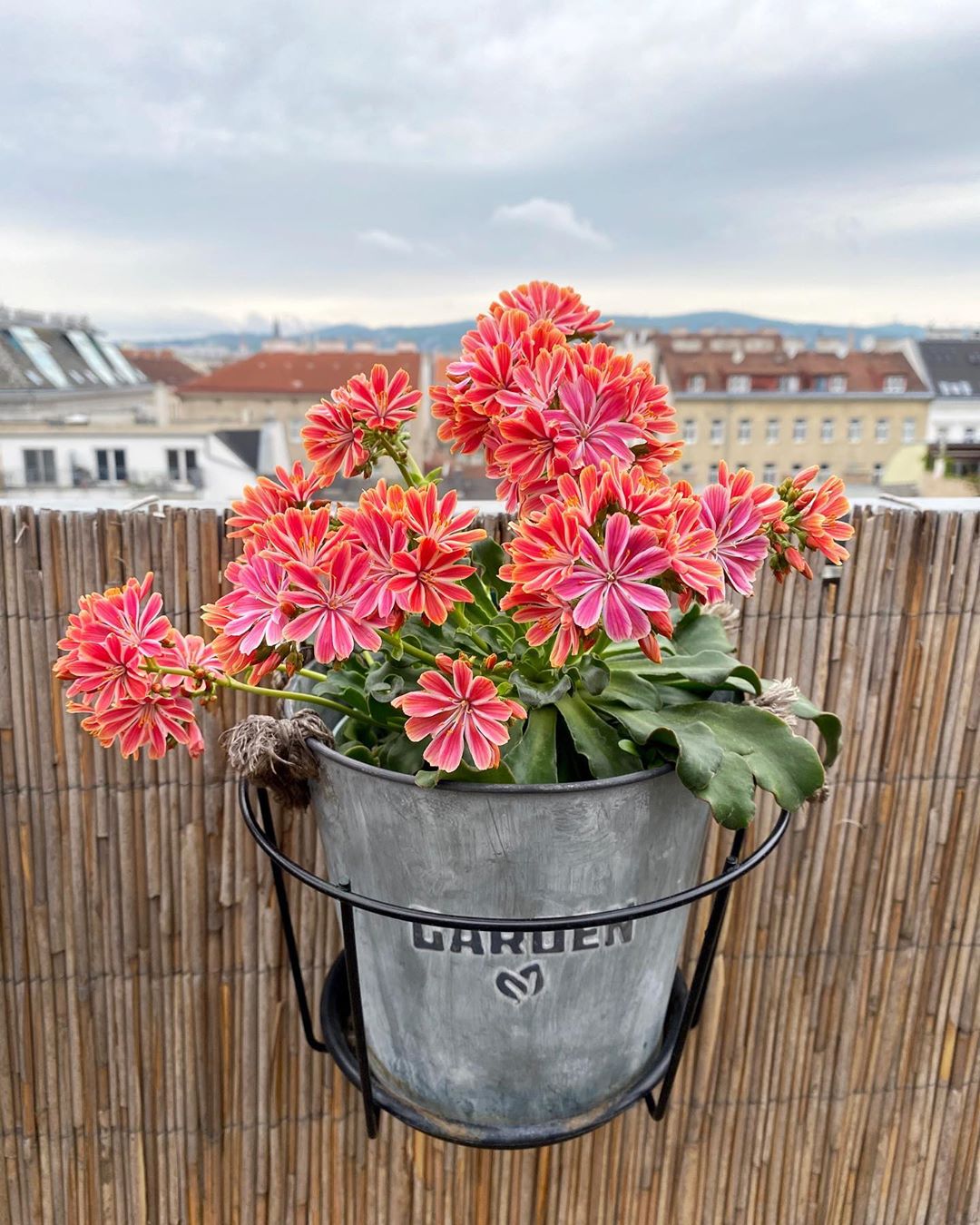 How to Care for Cliff Maids: Mastering Water, Sunlight & More