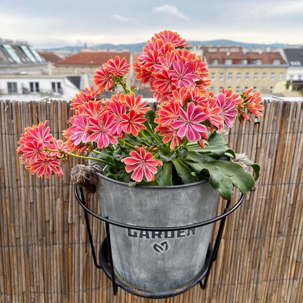 Photo of the plant species Lewisia Cotyledon on Greg, the plant care app