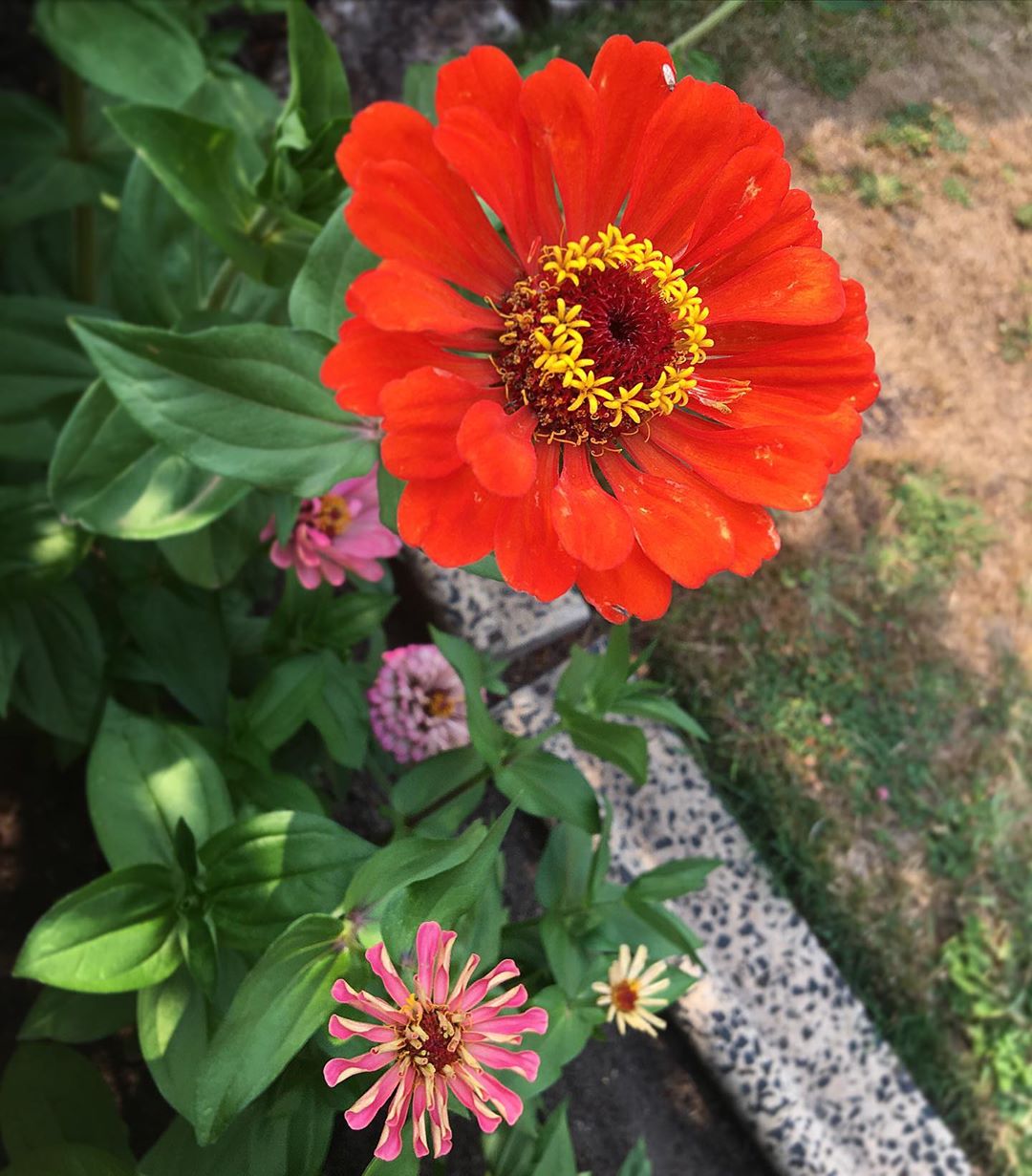 Photo of the plant species Common Zinnia on Greg, the plant care app