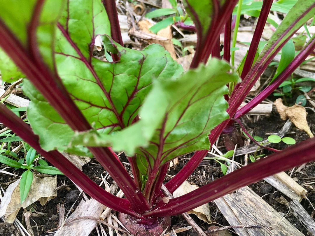 Photo of the plant species Common Beet on Greg, the plant care app