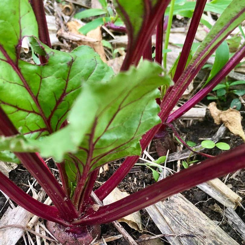 Photo of the plant species Common Beet on Greg, the plant care app