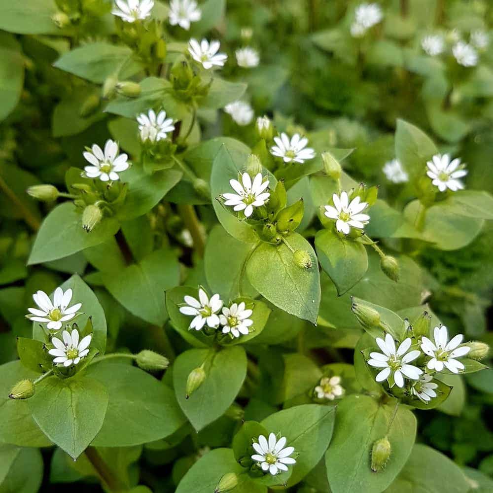 Photo of the plant species Common Chickweed on Greg, the plant care app