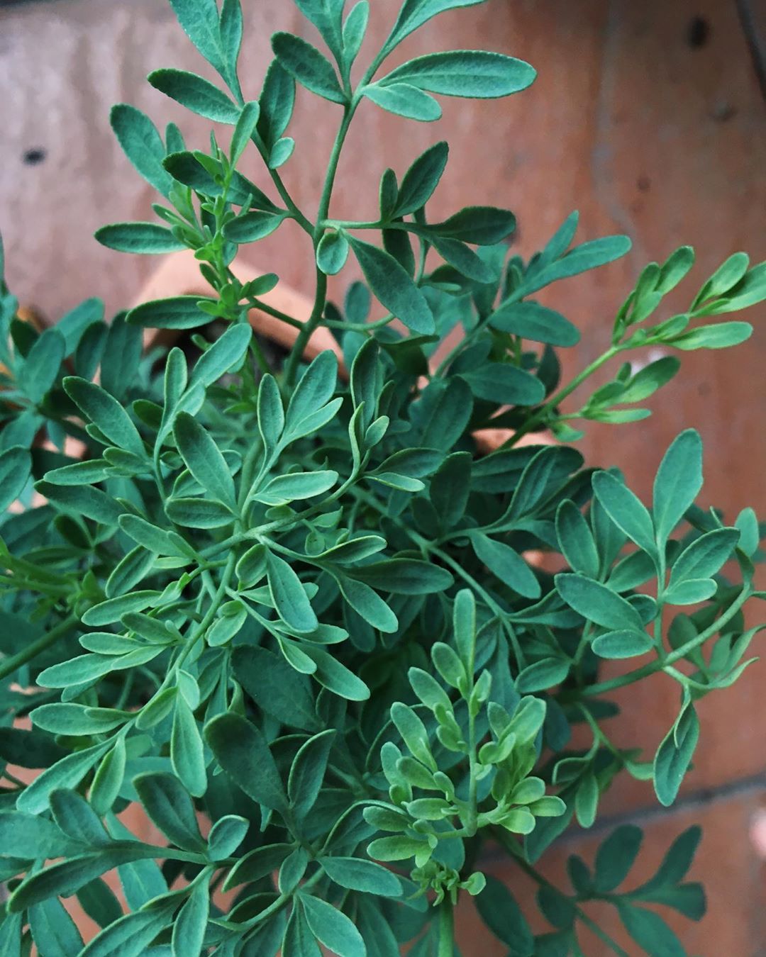 Photo of the plant species Common Rue on Greg, the plant care app