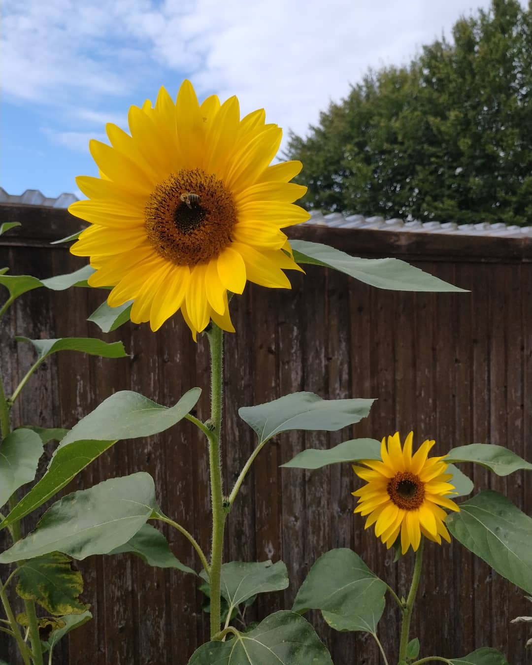 how to water a sunflower