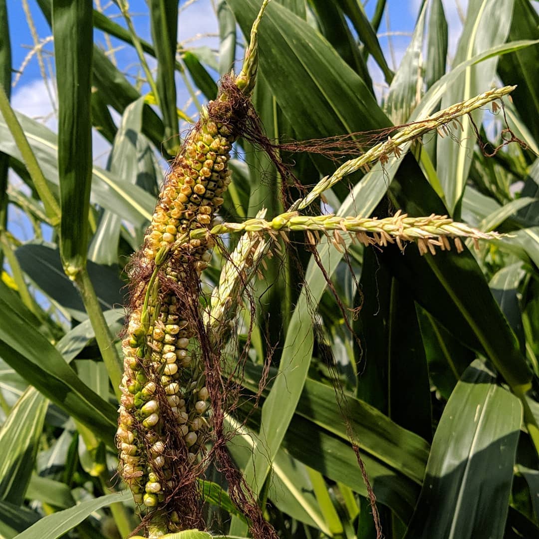 Photo of the plant species Corn on Greg, the plant care app