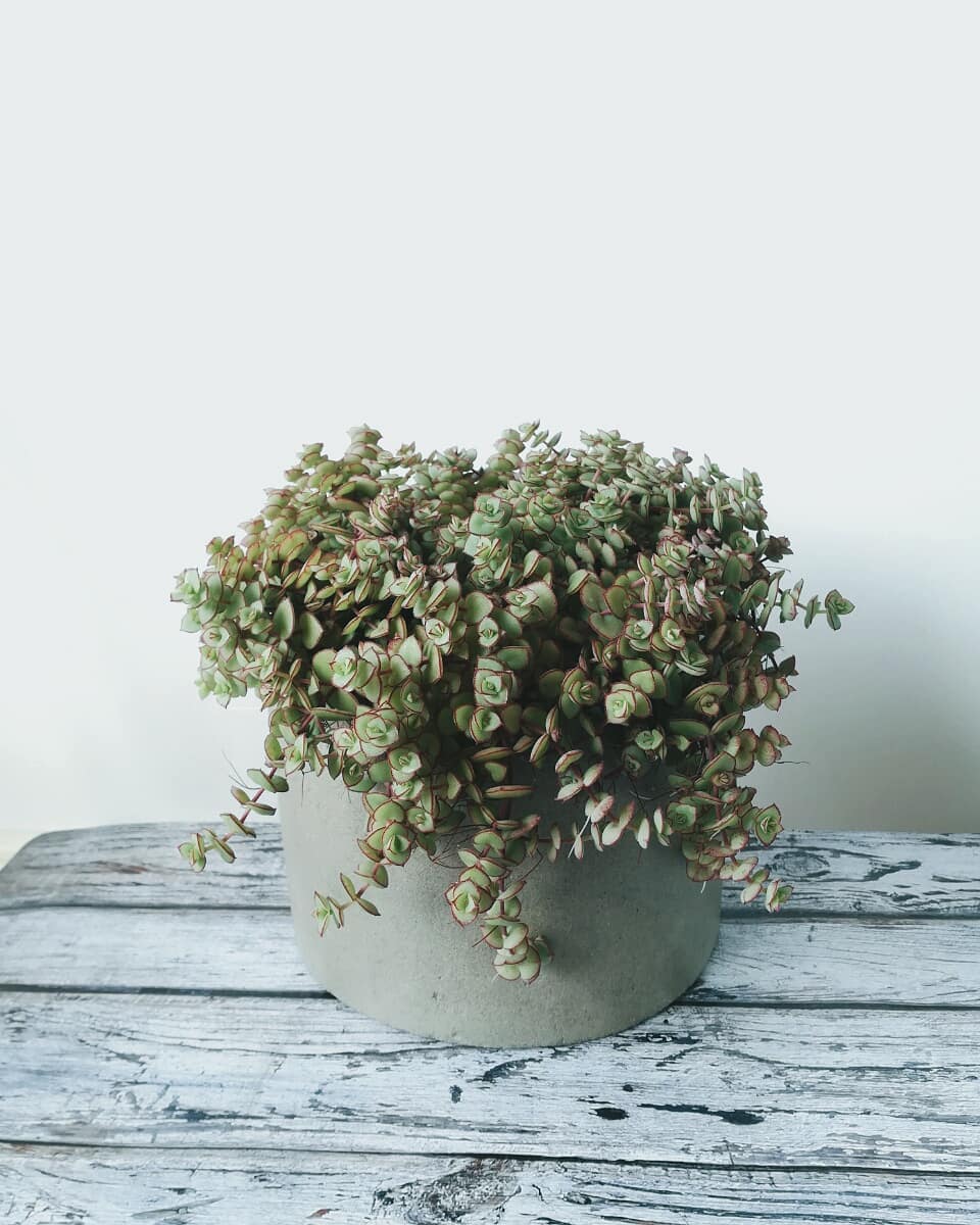 Photo of the plant species Crassula Pellucida on Greg, the plant care app