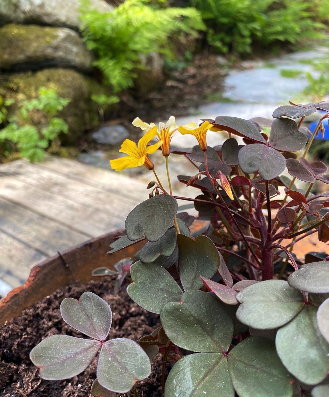 Photo of the plant species Creeping Woodsorrel on Greg, the plant care app