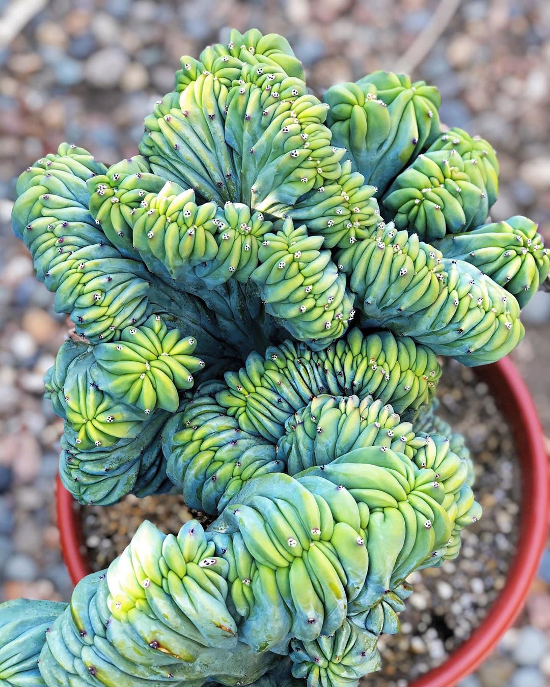 Photo of the plant species Crested Blue Flame on Greg, the plant care app