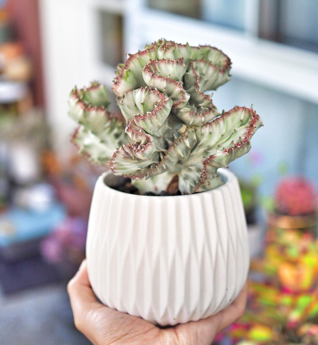 Crested Elkhorn How Much Water & Light Does it Need to Thrive?